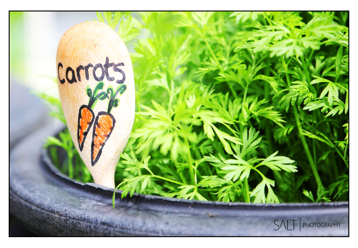 Great Yorkshire Show Event Photography